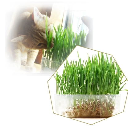 Picture of LEOPET CAT GRASS